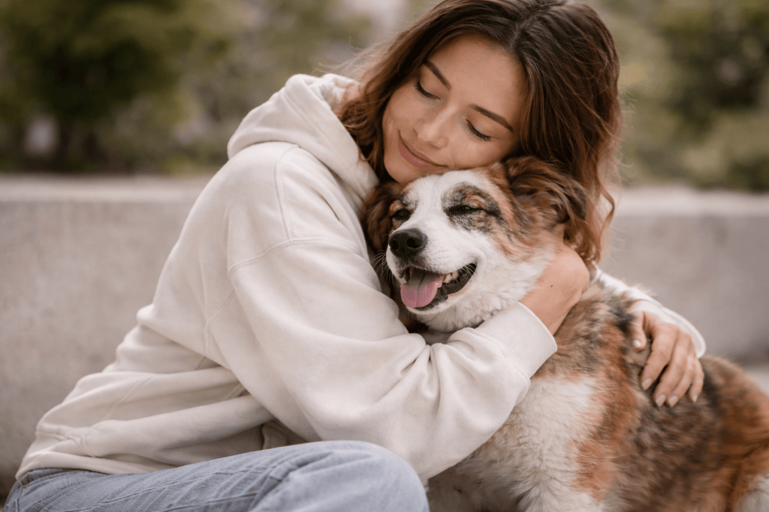 Hund aus dem Tierheim adoptieren: Hamburg schafft Hundesteuer für 3 Jahre ab 🐶 - Paw & Soul