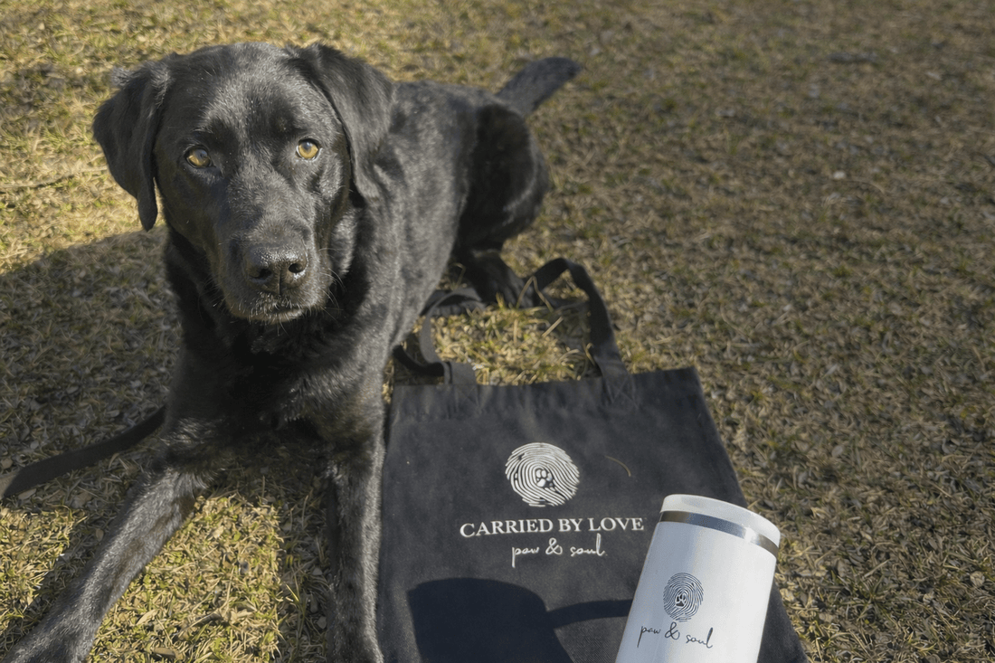 Hunde als Familienmitglieder – Gerichtsurteil aus New York 2025 - Paw & Soul
